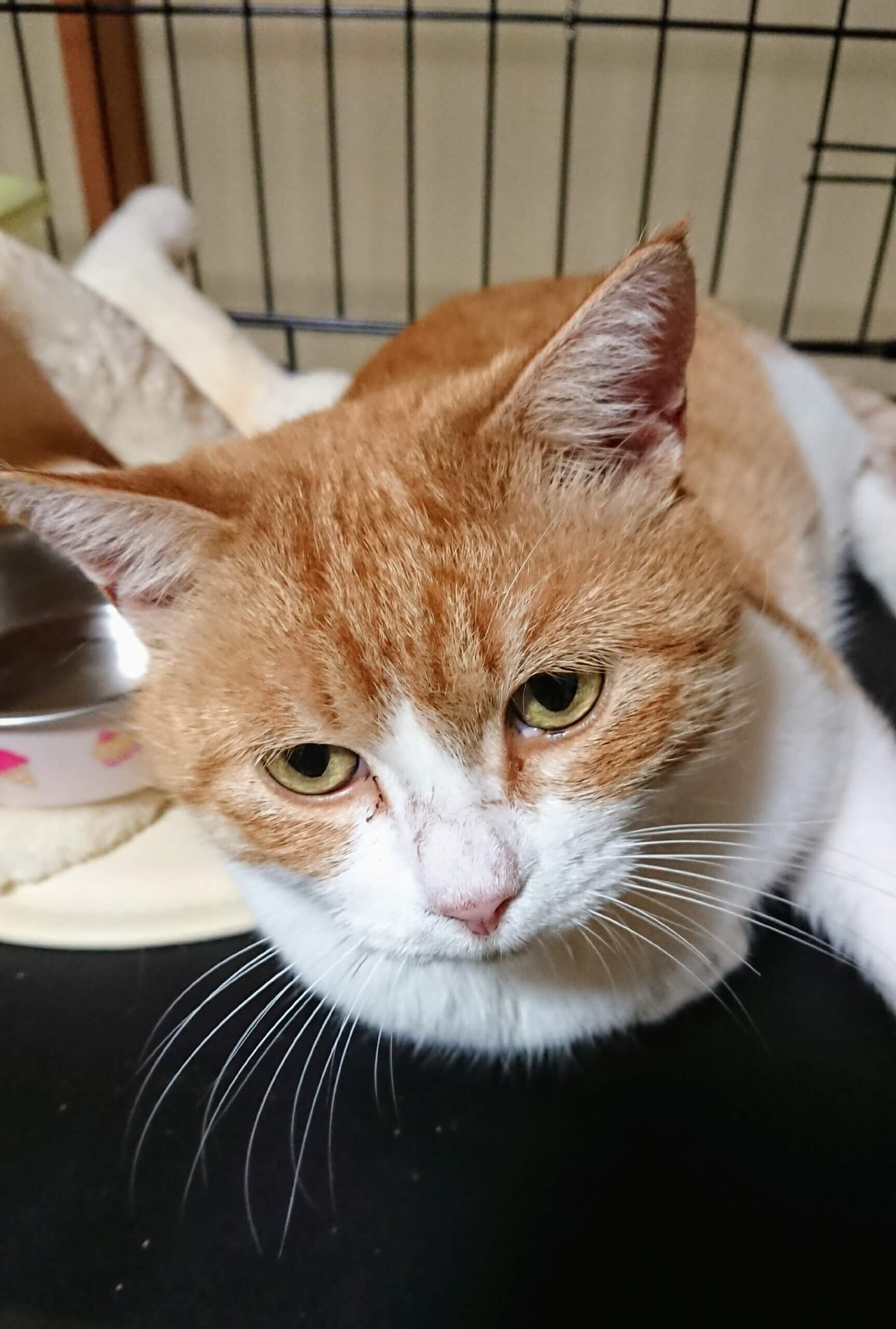 人なつっこいボス◎にこくん◎