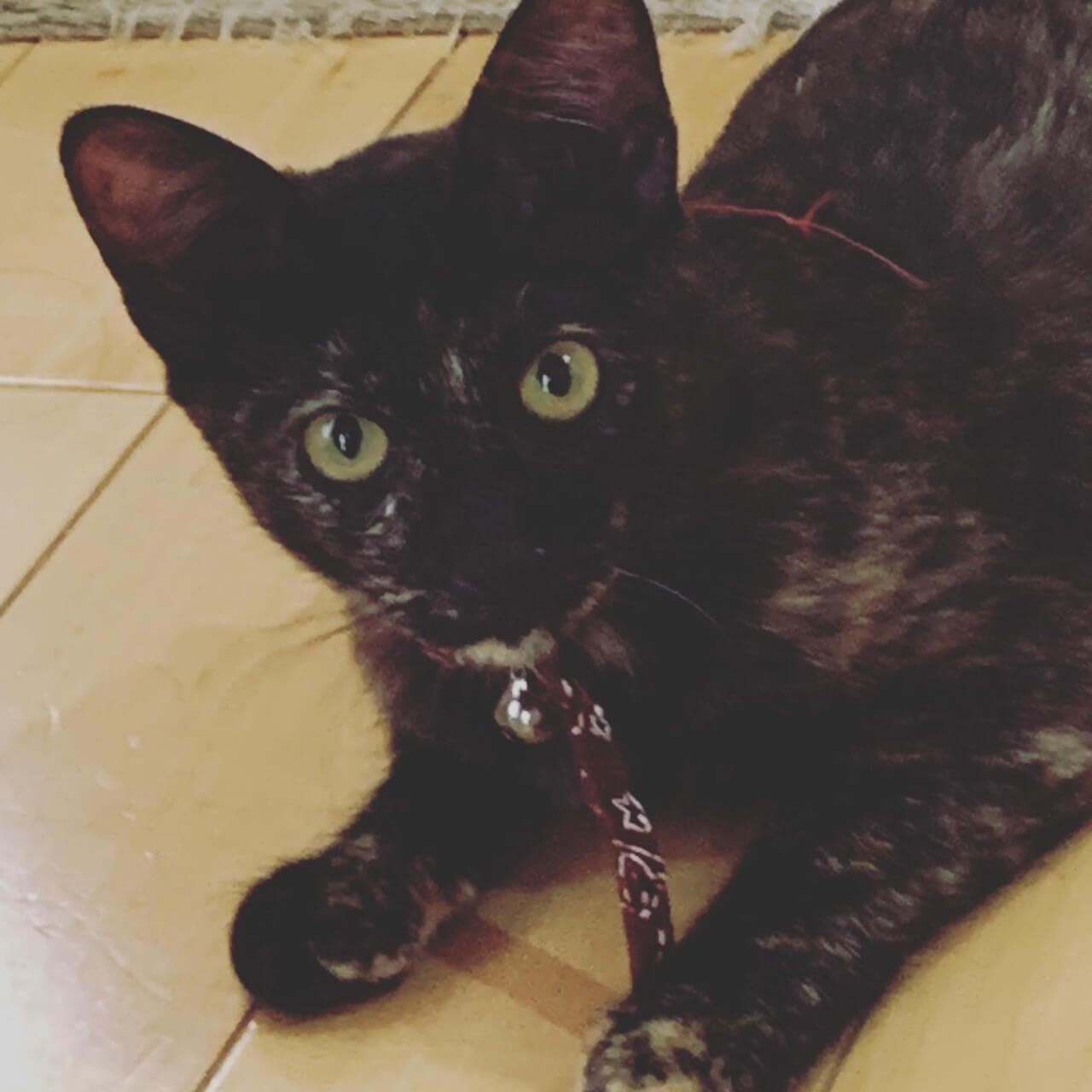 元気で懐こい　黒さびのアルちゃん