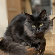 ゴージャス長毛子猫　コウ君