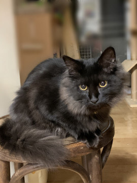 ゴージャス長毛子猫　コウ君