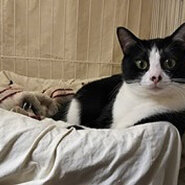 小さな命のバトンを繋げて下さい! 4匹は、皆、兄弟姉妹!