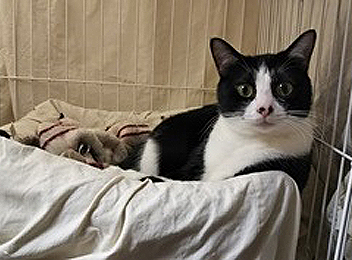 小さな命のバトンを繋げて下さい! 4匹は、皆、兄弟姉妹!