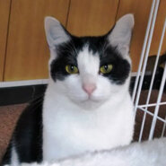 小さな命のバトンを繋げて下さい! 4匹は、皆、兄弟姉妹!