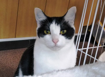 小さな命のバトンを繋げて下さい! 4匹は、皆、兄弟姉妹!