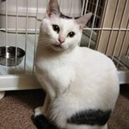 小さな命のバトンを繋げて下さい! 4匹は、皆、兄弟姉妹!