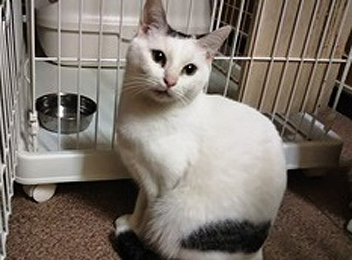 小さな命のバトンを繋げて下さい! 4匹は、皆、兄弟姉妹!