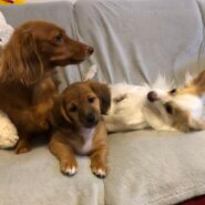 生後2ヶ月子犬(受付終了里親様選定中)