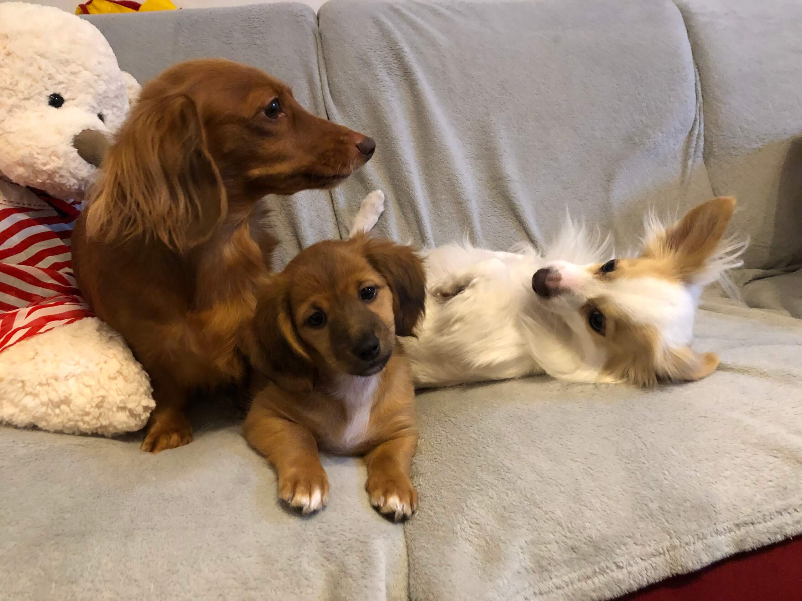 生後2ヶ月子犬(受付終了里親様選定中)