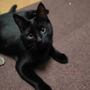 ベルベットのようなツヤツヤ毛並み　黒猫のチョビちゃん