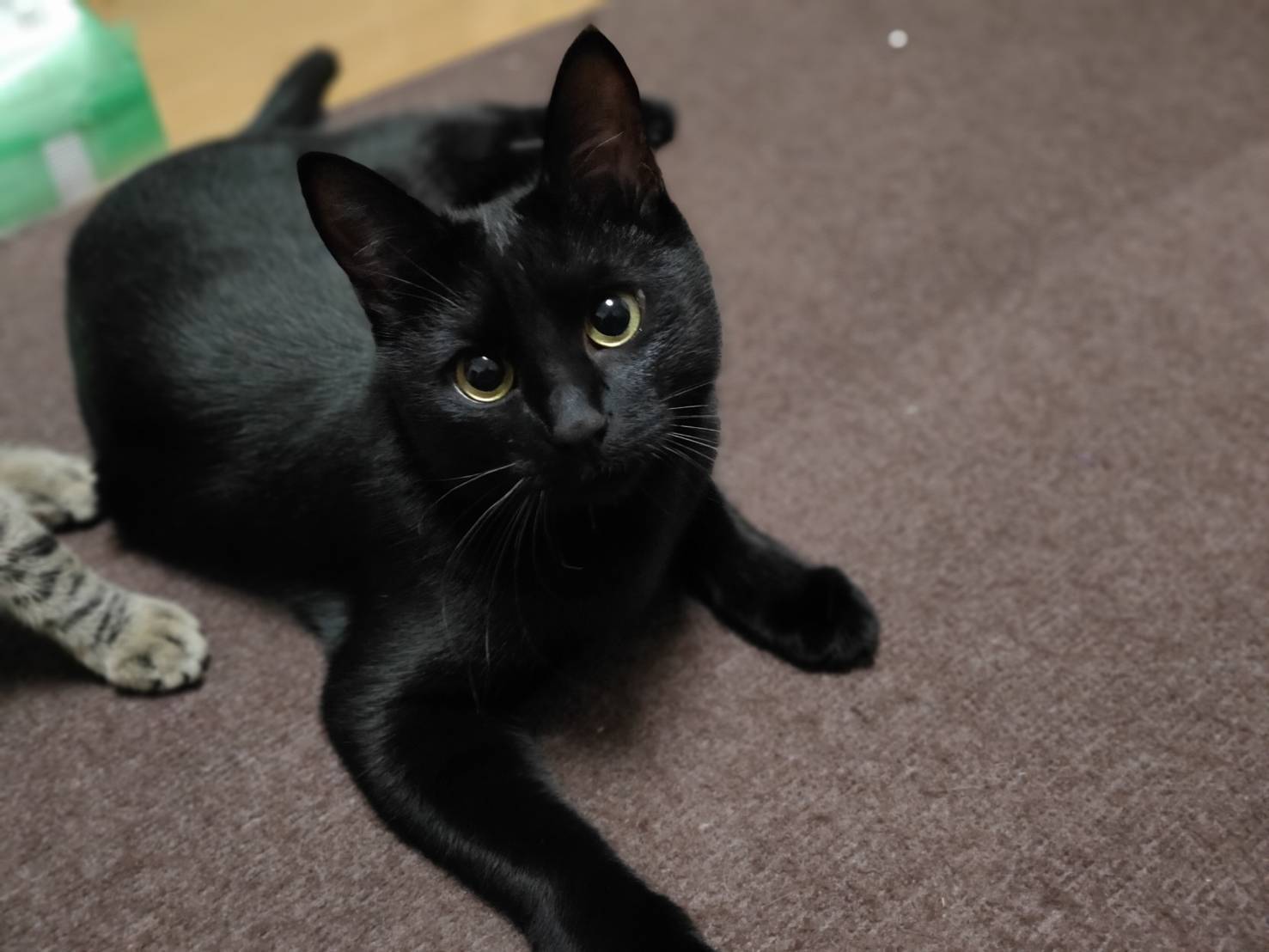 ベルベットのようなツヤツヤ毛並み　黒猫のチョビちゃん