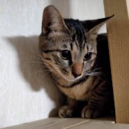 アイラインくっきり小顔美人のメスキジのモモちゃん