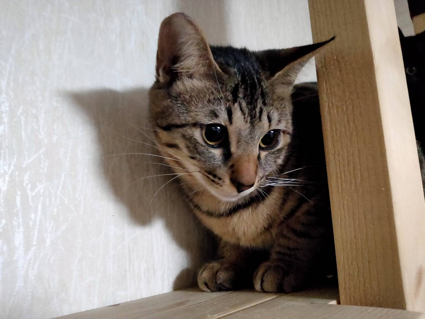 アイラインくっきり小顔美人のメスキジのモモちゃん