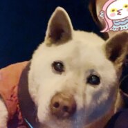 群馬県　元気なお爺ちゃん「ホィ爺」の里親募集！！