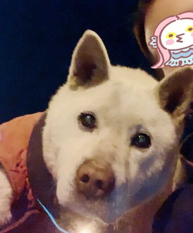 群馬県　元気なお爺ちゃん「ホィ爺」の里親募集！！