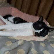 かわいい猫ちゃん2匹