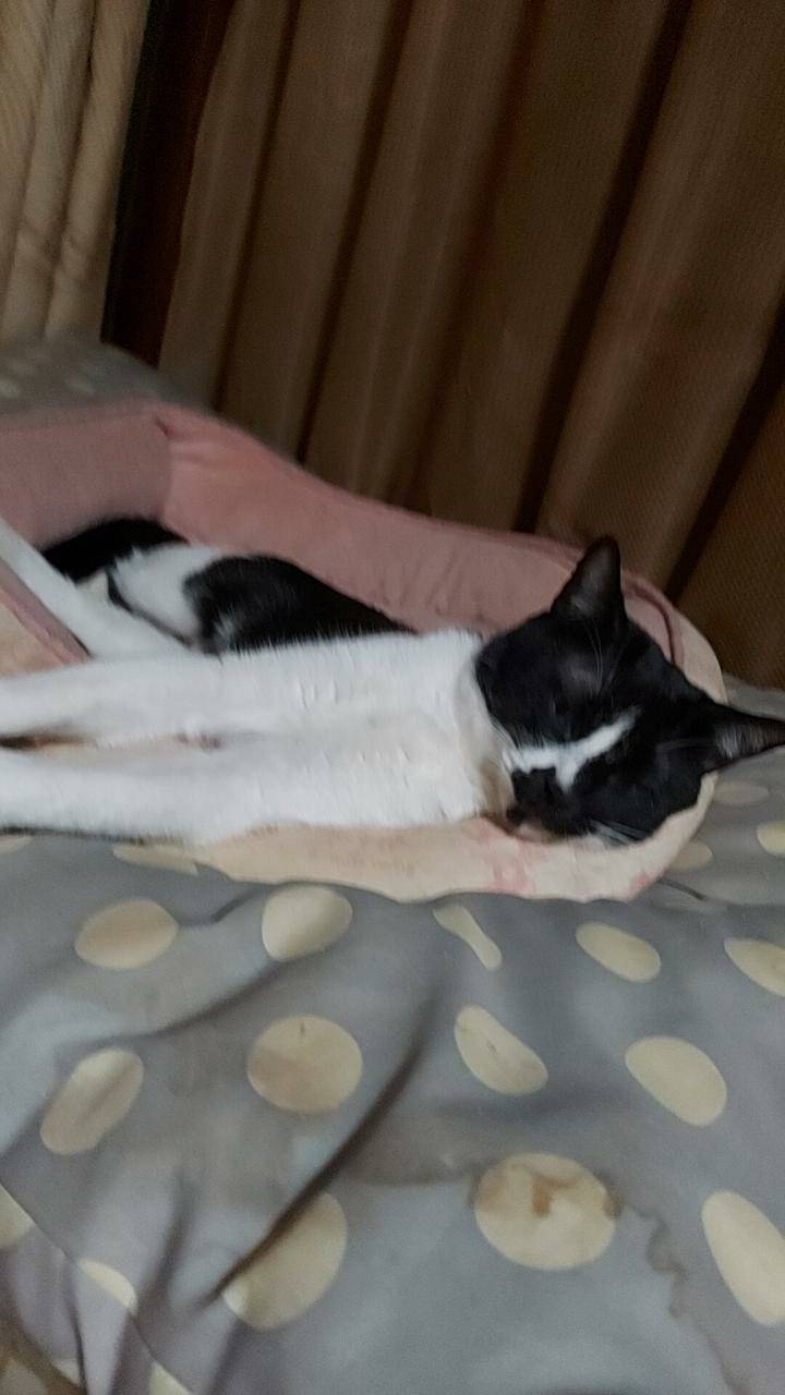 かわいい猫ちゃん2匹