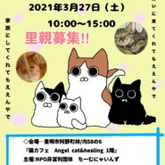 猫の譲渡会 IN 豊明 ～ ちーむ にゃいんず 2021年3月27日開催