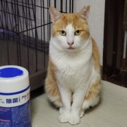 ご飯の時は寄ってきても、まだ人が怖い子です