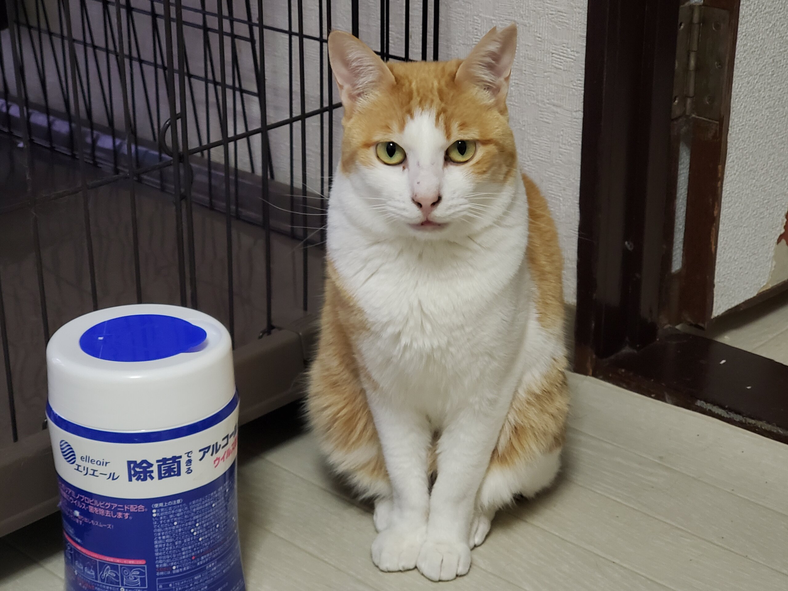 ご飯の時は寄ってきても、まだ人が怖い子です