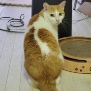 怖がりだけど猫同士は仲良し茶白ちゃん