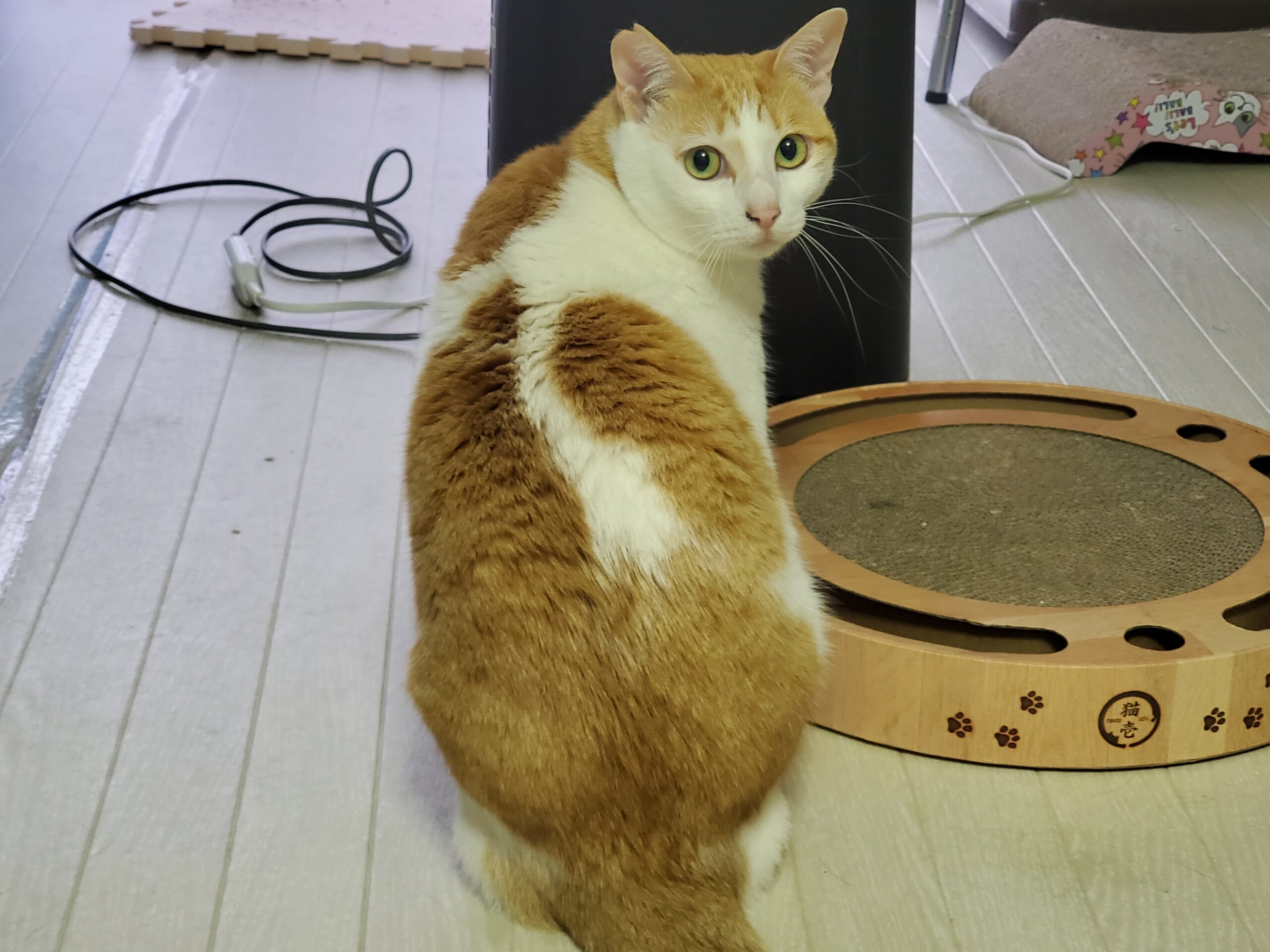 怖がりだけど猫同士は仲良し茶白ちゃん