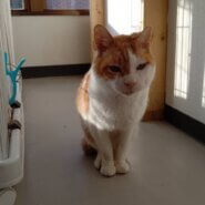 【保護猫】ふうた推定10歳♂茶白
