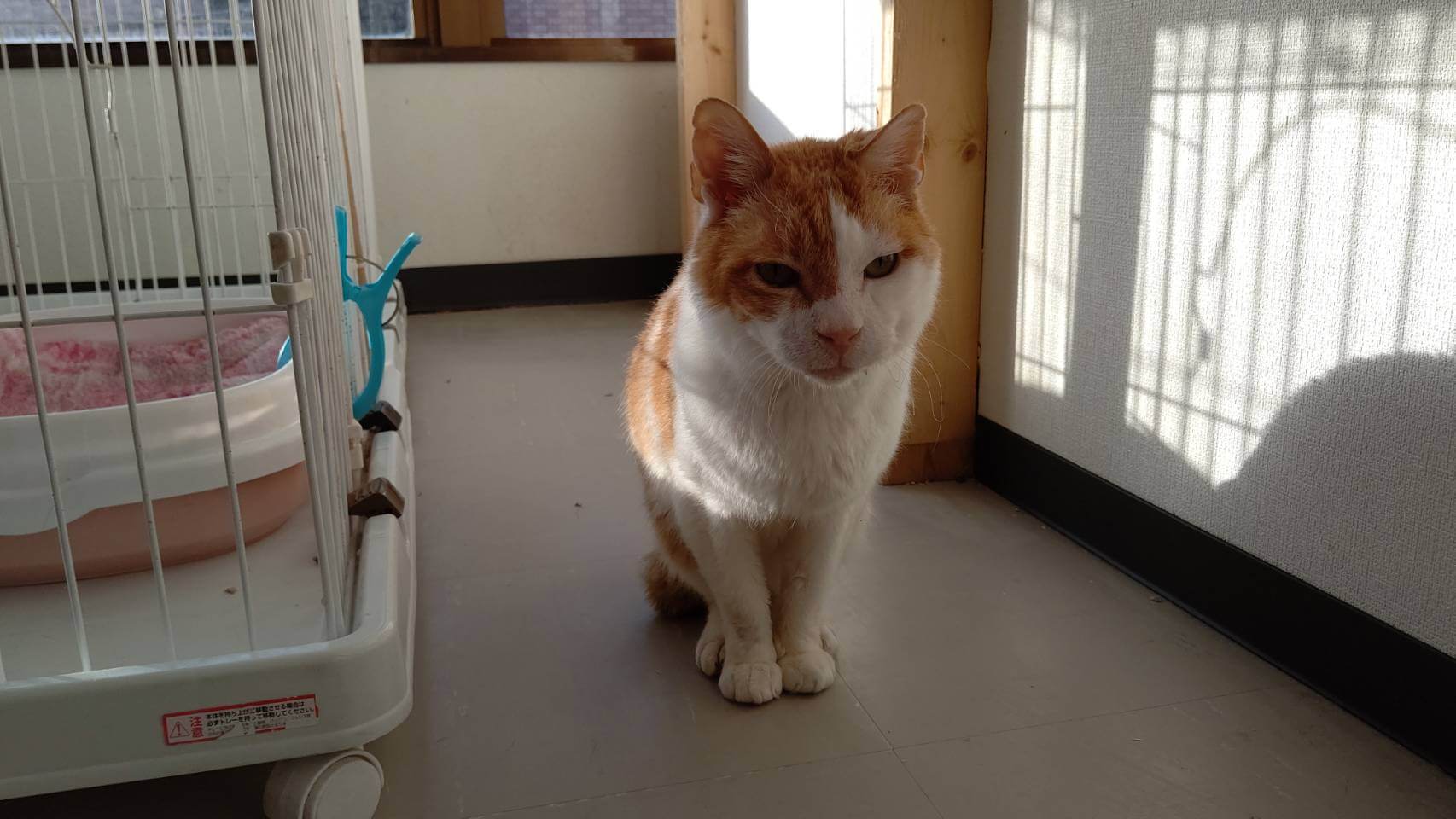 【保護猫】ふうた推定10歳♂茶白