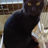 【保護猫】くろすけ推定2～3歳♂黒猫