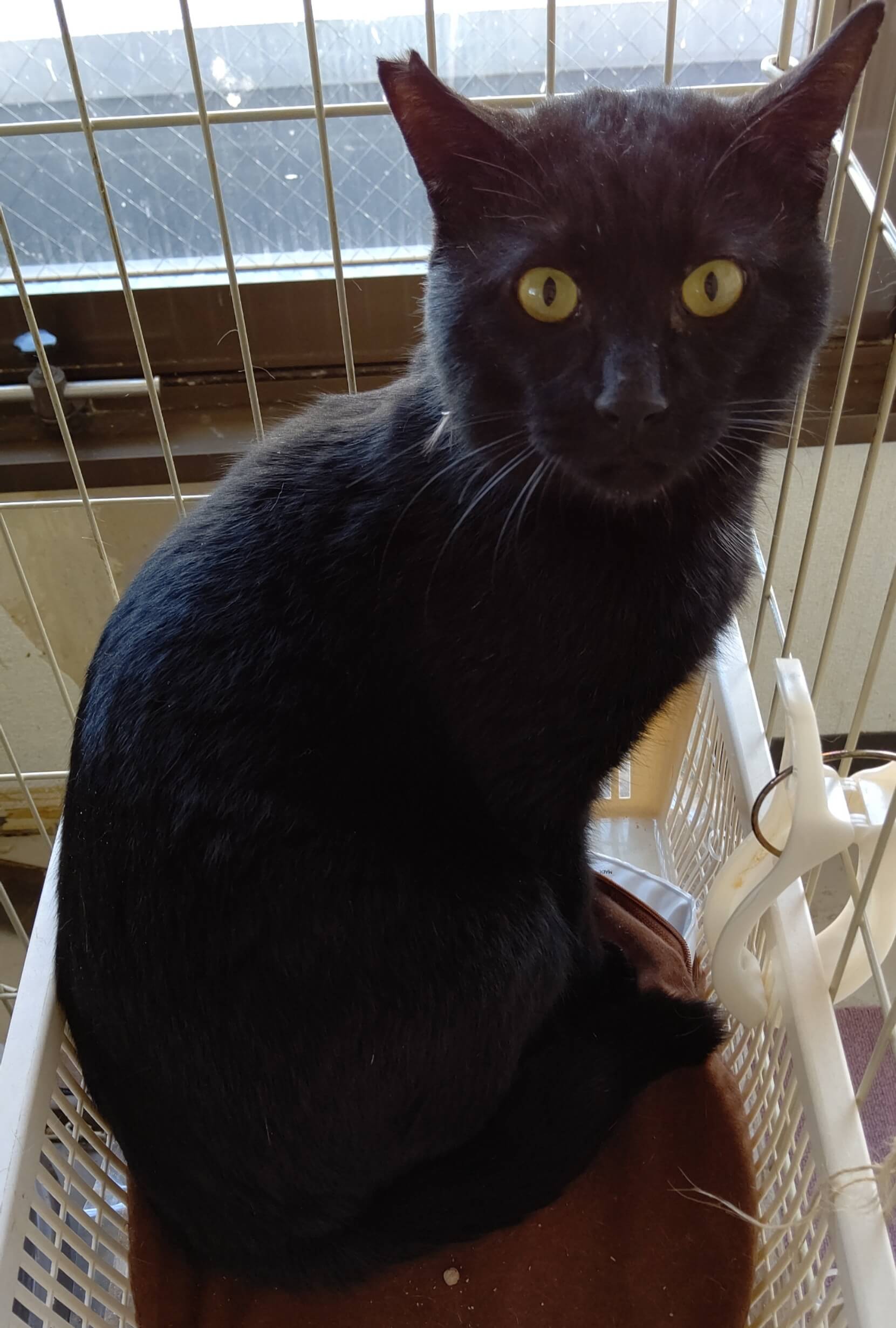 【保護猫】くろすけ推定2～3歳♂黒猫