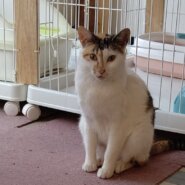 【保護猫】みつば推定1歳♀三毛猫