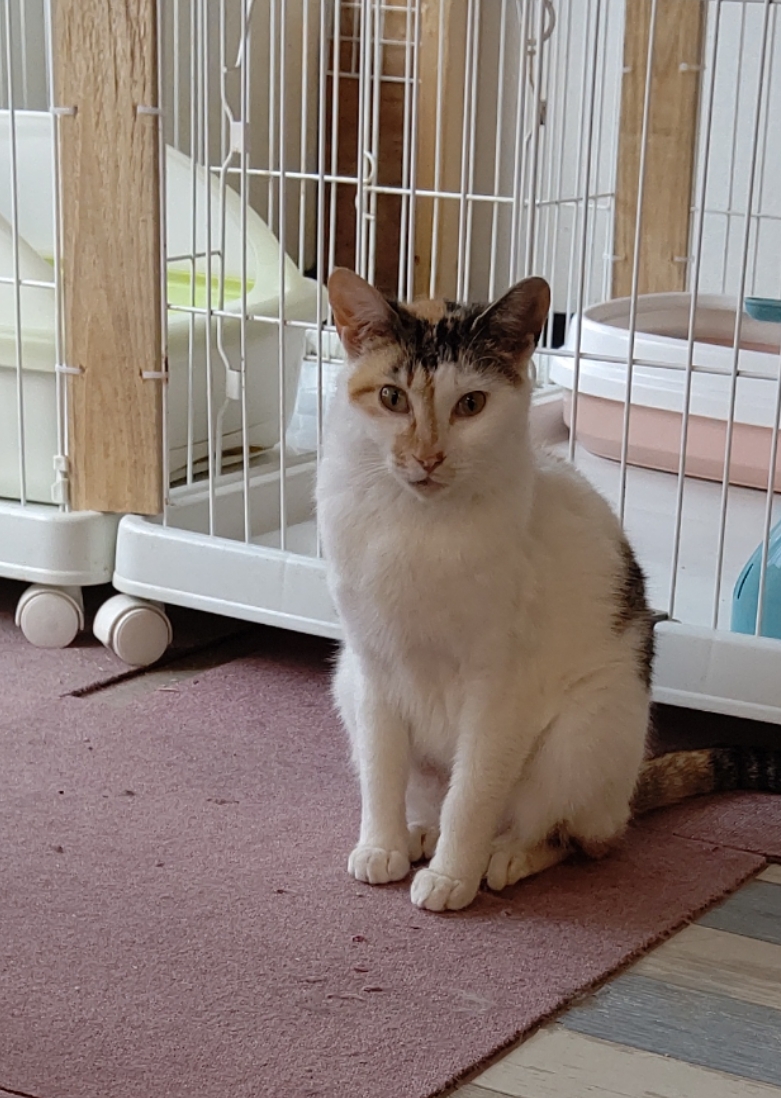 【保護猫】みつば推定1歳♀三毛猫