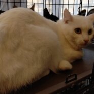 【保護猫】ぽてと推定3歳♂白猫