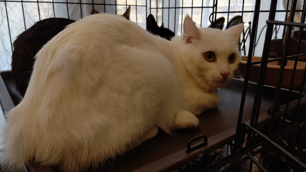 【保護猫】ぽてと推定3歳♂白猫