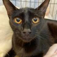 【保護猫】あずき推定6ヶ月♀黒猫