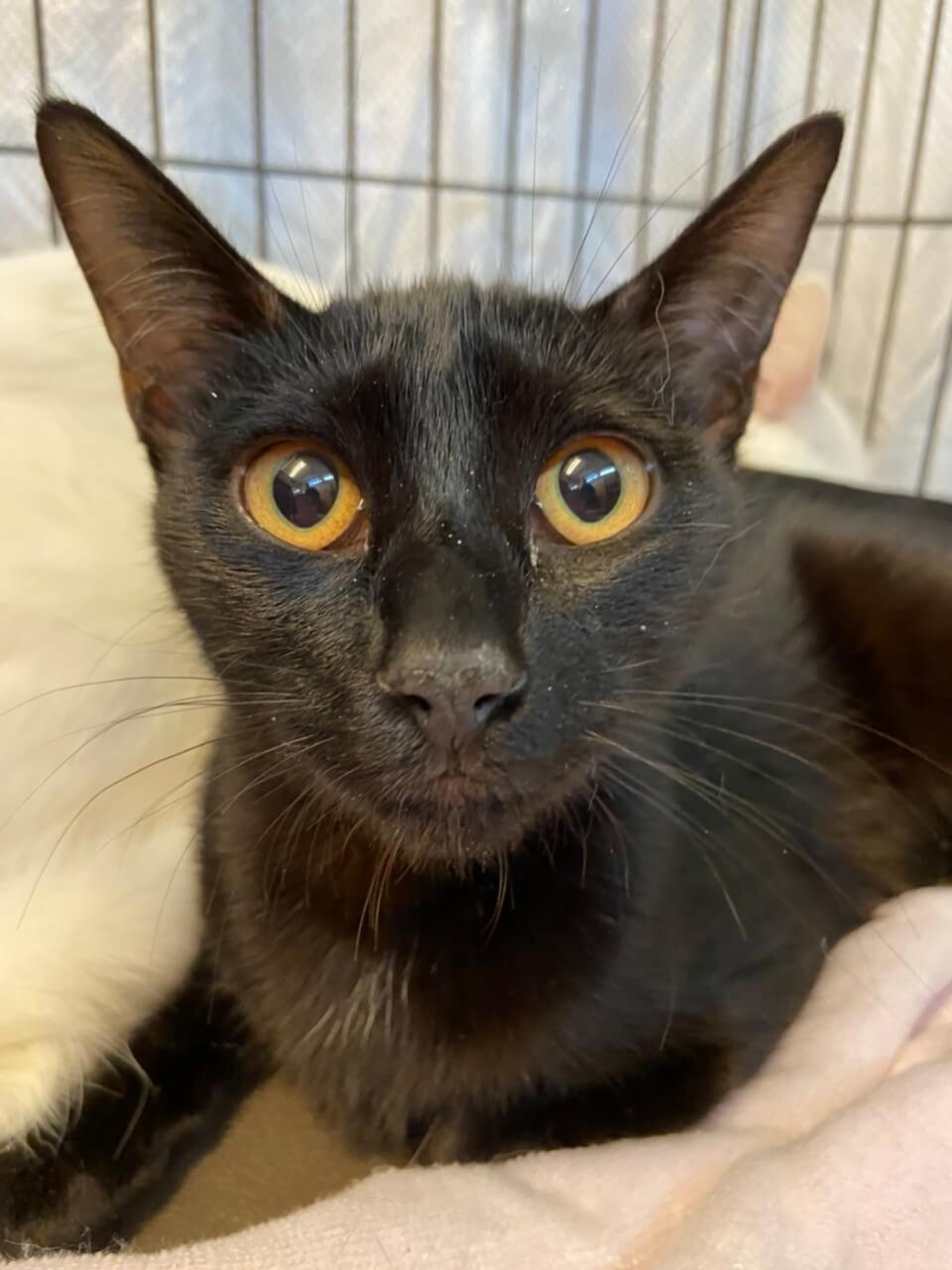 【保護猫】あずき推定6ヶ月♀黒猫