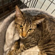 【保護猫】こむぎ推定8ヶ月♂キジトラ