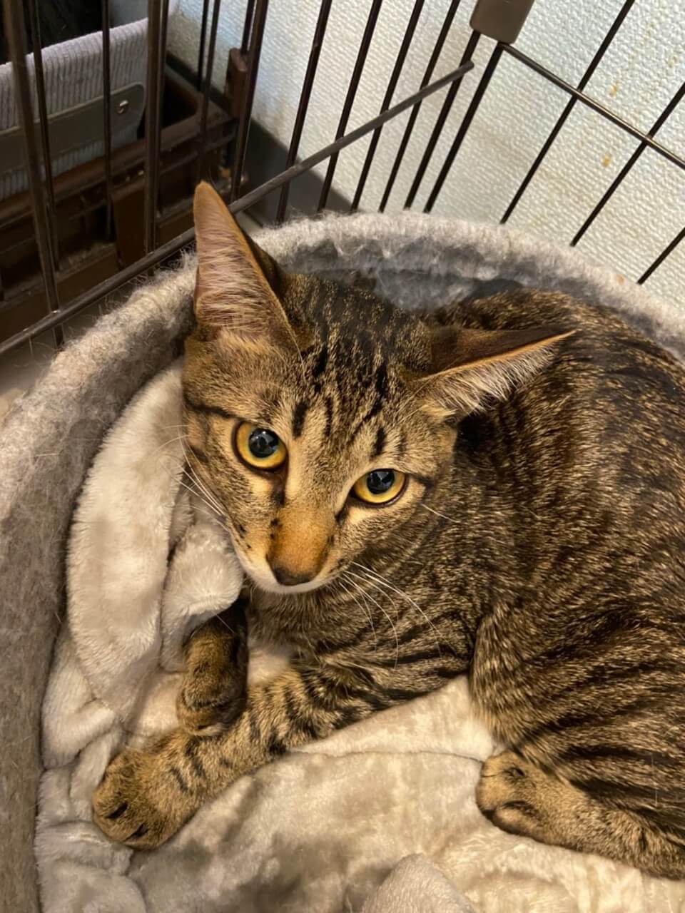 【保護猫】こむぎ推定8ヶ月♂キジトラ