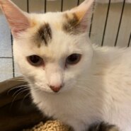 【保護猫】マッシュ推定6歳♀三毛