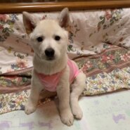 人が大好き”カオリちゃん”(2ヶ月)