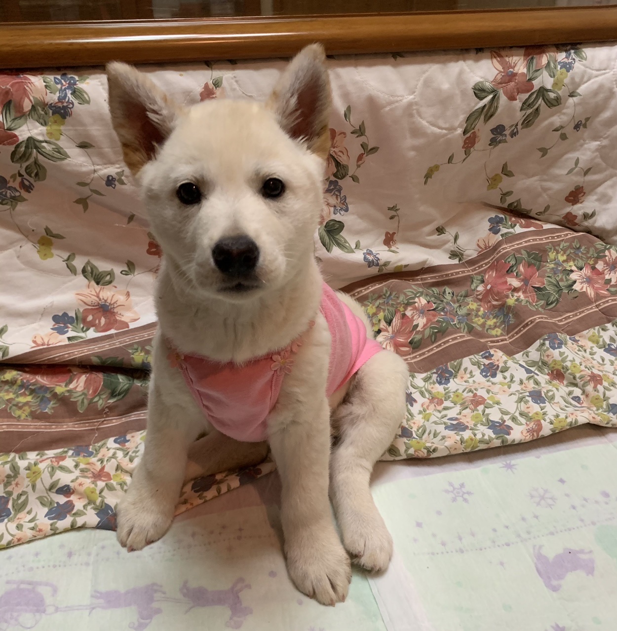 人が大好き”カオリちゃん”(2ヶ月)