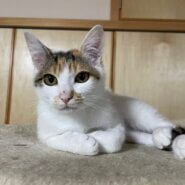 かわいい三毛猫