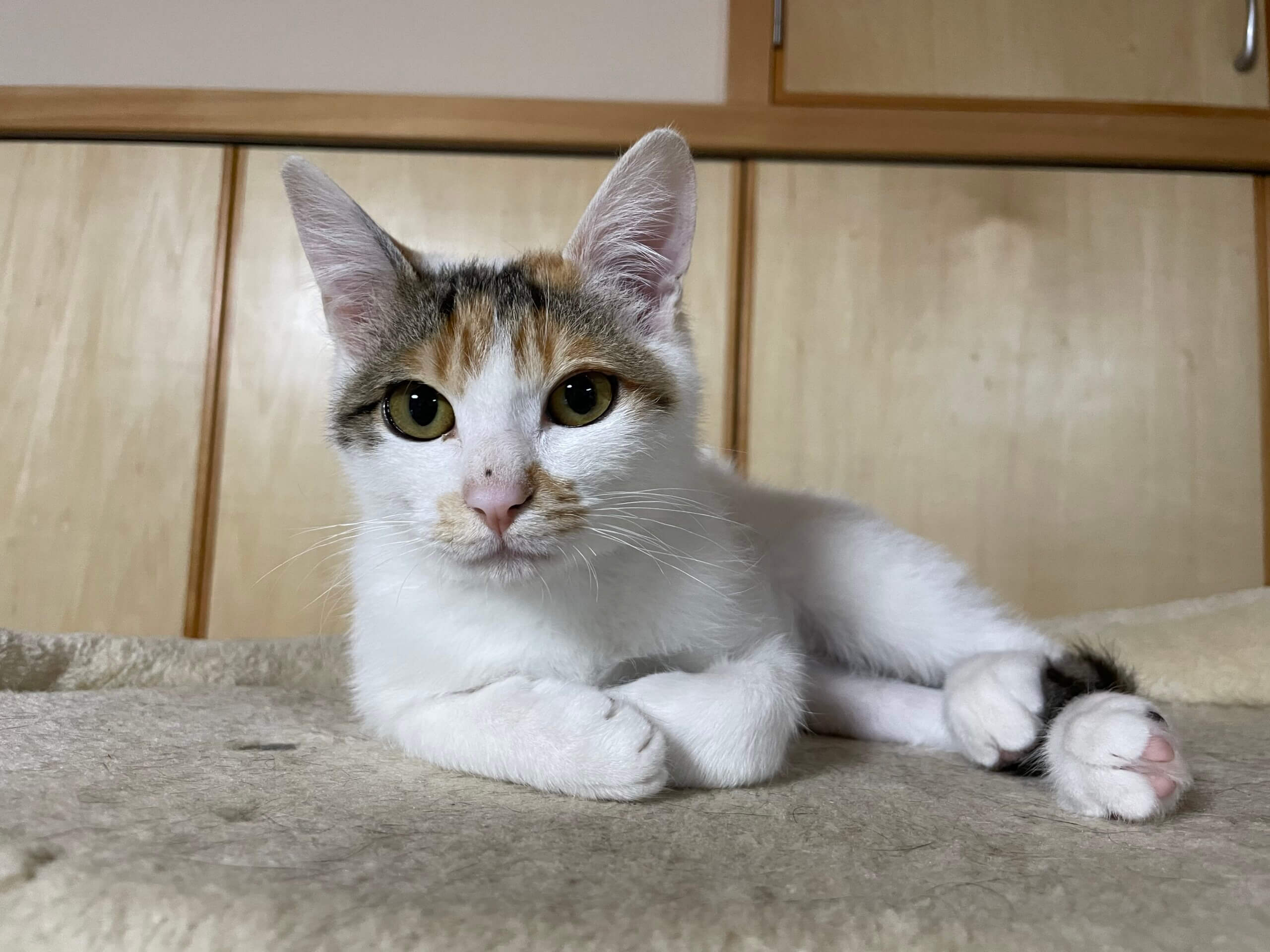 かわいい三毛猫