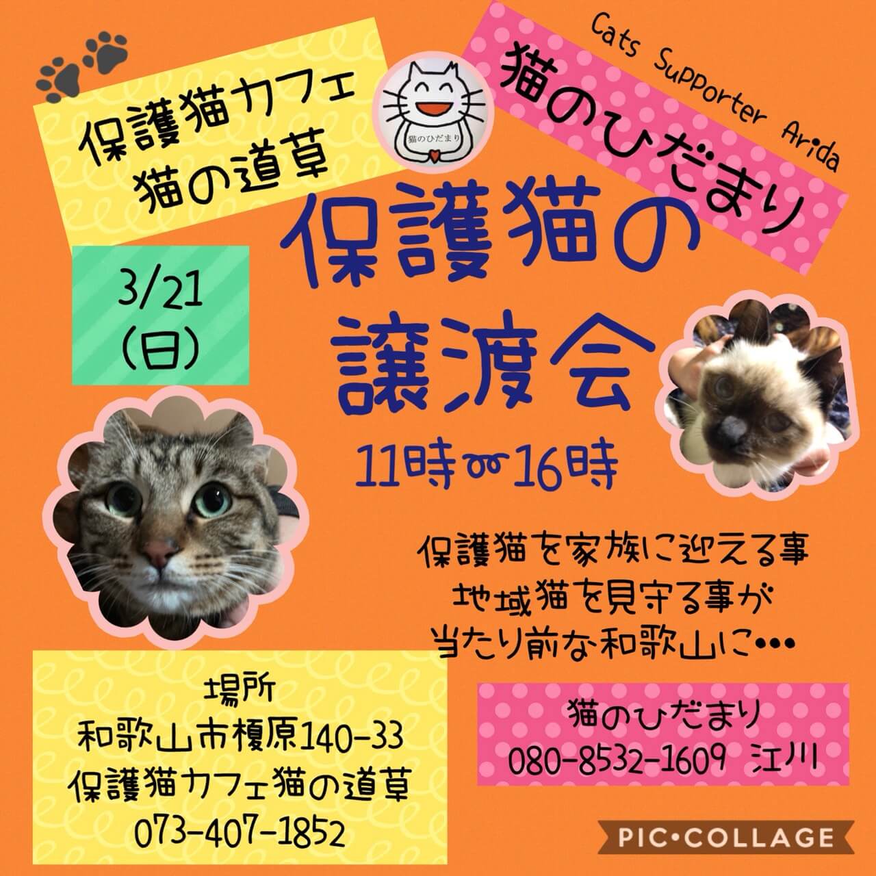 猫の道草&猫のひだまり合同　保護猫の譲渡会