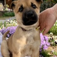 人懐こくて穏やかな”福助”くん(2ヶ月齢)