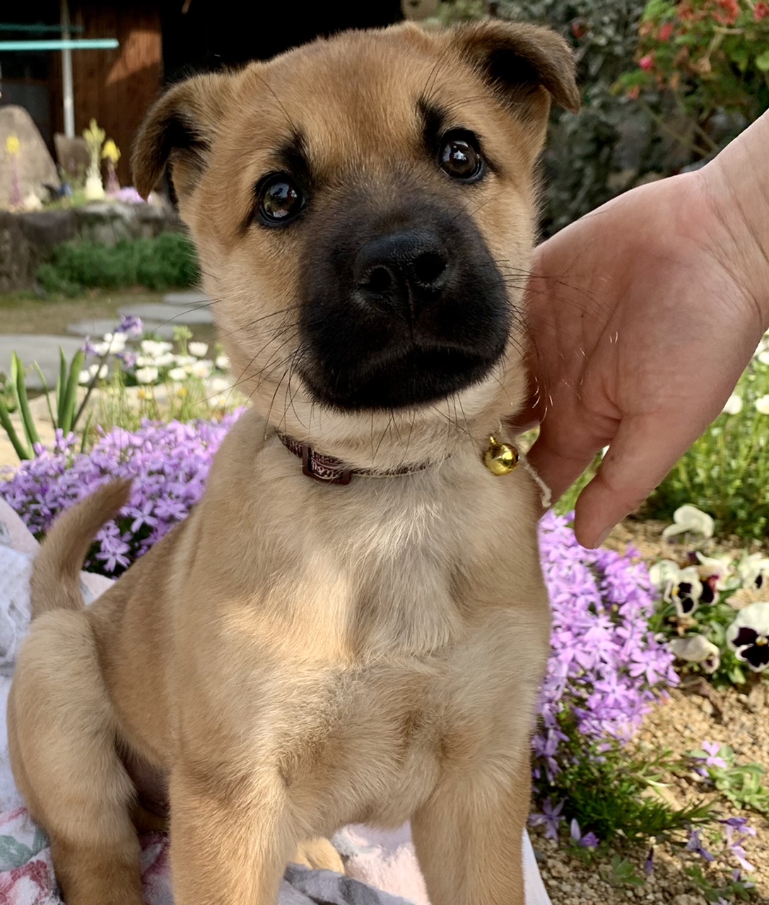 人懐こくて穏やかな”福助”くん(2ヶ月齢)