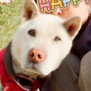 群馬県　元気なお爺ちゃん「ホィ爺」のあずかりさん募集！！