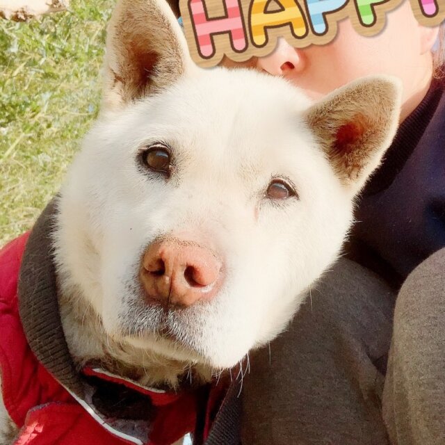 群馬県　元気なお爺ちゃん「ホィ爺」のあずかりさん募集！！