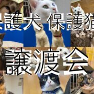 犬猫の譲渡会！