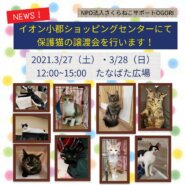 保護猫の譲渡会