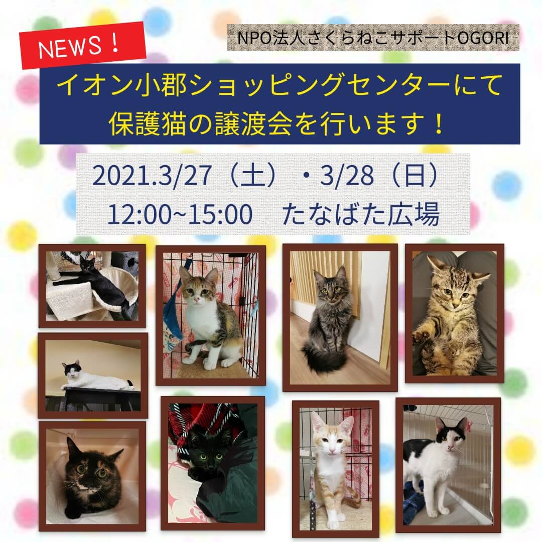 保護猫の譲渡会